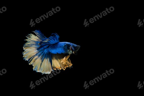 Preview: Beautiful colorful of siamese betta fish