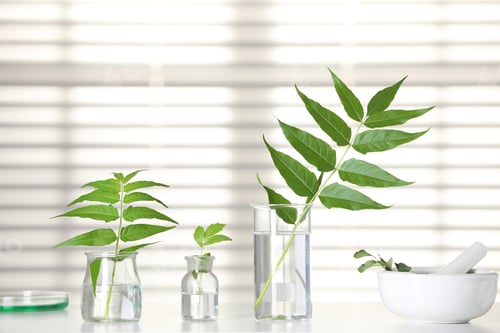 Preview: Laboratory glassware with plants on white table