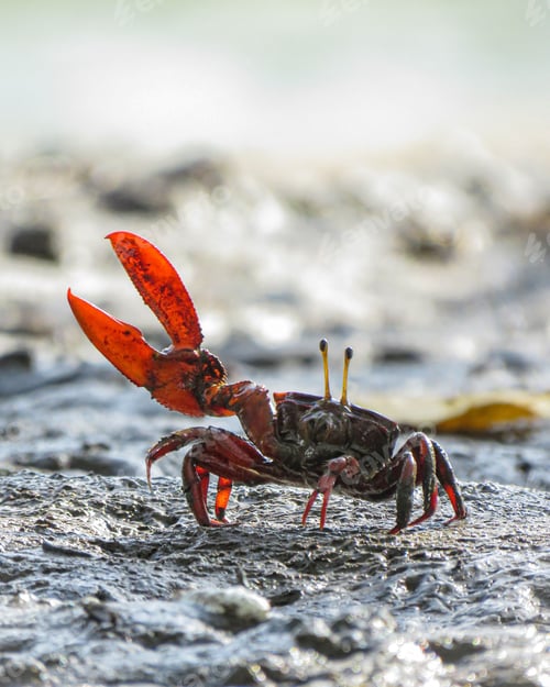 Preview: Landcrab in mangrove muddy Ceara