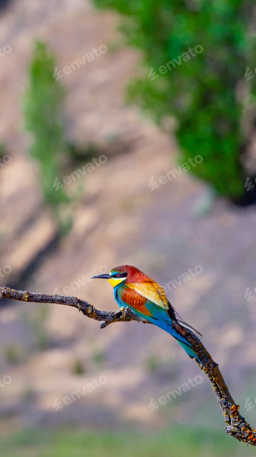 Preview: Bee-eater, Spain
