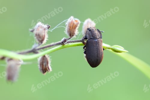 Preview: black beetle