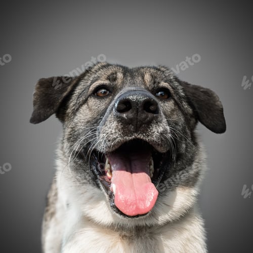 Preview: cute funny black dog stuck out his tongue and smiles, posing on grey background