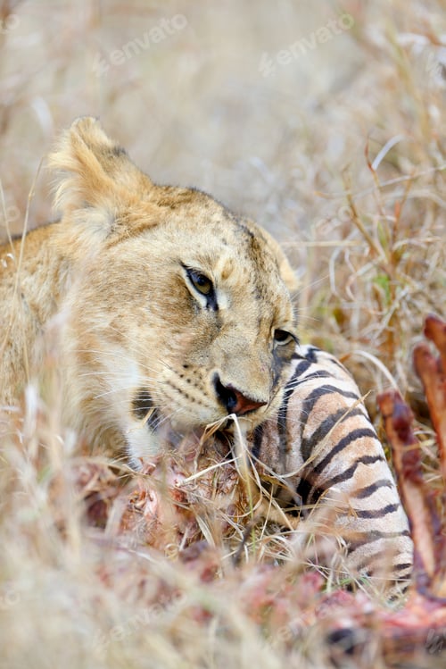 Preview: Lion