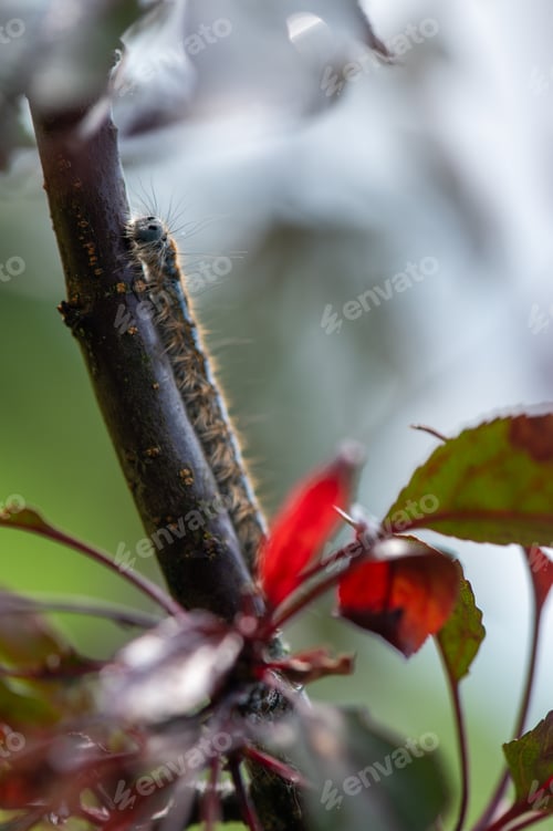 Preview: Close Up Caterpillar on Tree Branch After Rain