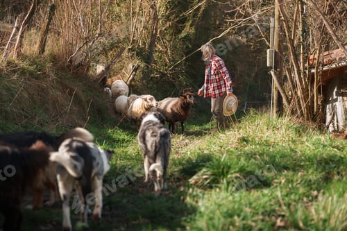Preview: Female farmer guiding sheep and dogs on a farm