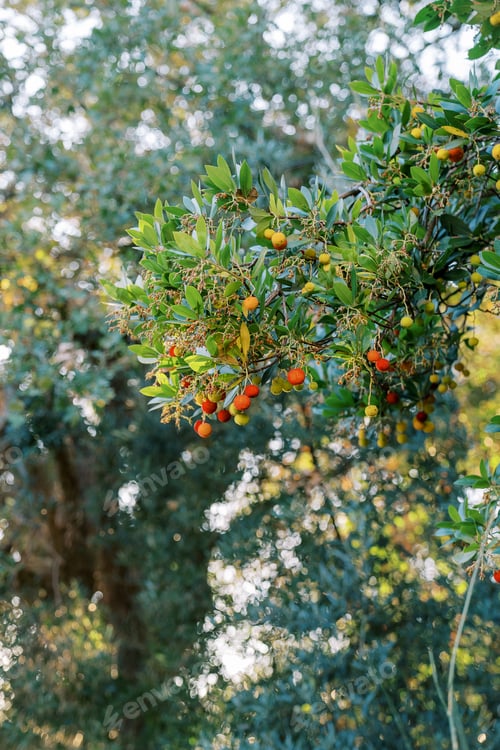 Preview: Green branches with red and yellow fruits on a strawberry tree