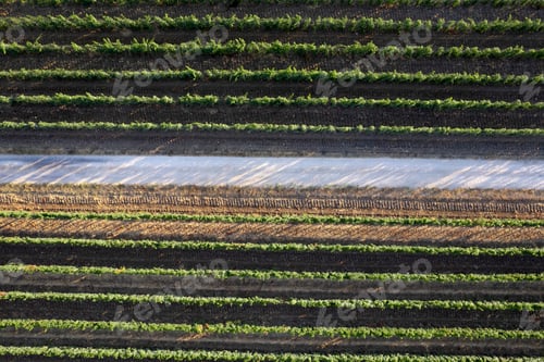 Preview: Aerial view of the rows of a vineyard Tuscany Italy