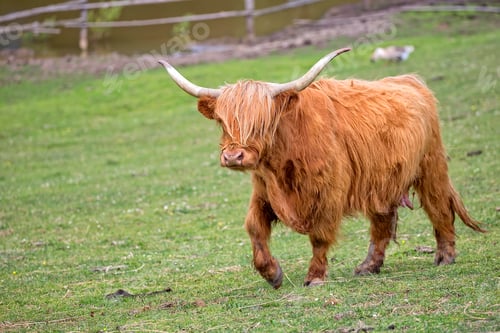 Preview: Scottish cow in a clearing