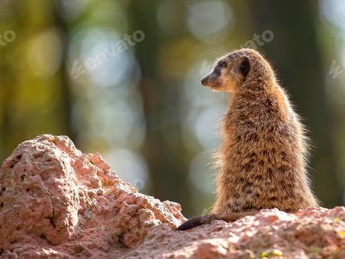 Preview: Meerkat in the wild