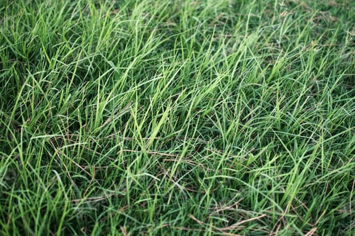 Preview: Green lawn filling the image