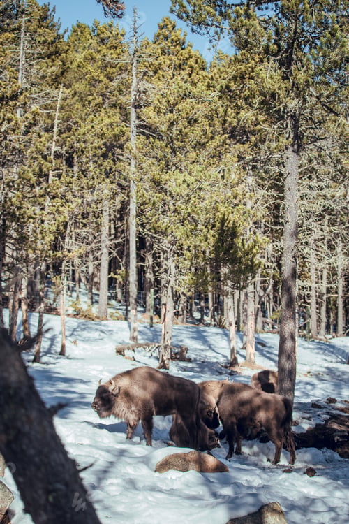 Preview: Buffaloes pasturing between trees and snow