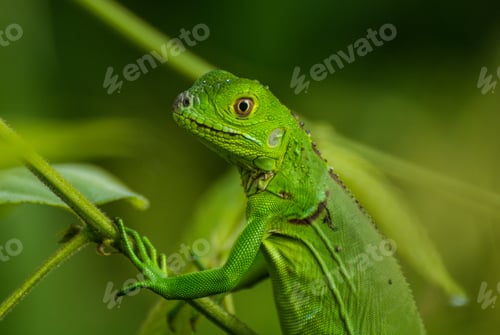 Preview: Green lizard in Costa Rica
