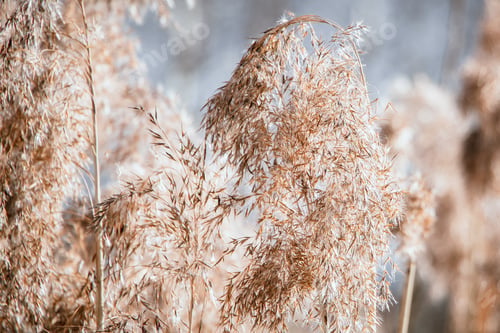 Preview: Dry reeds close up. Pampas grass on a light background.