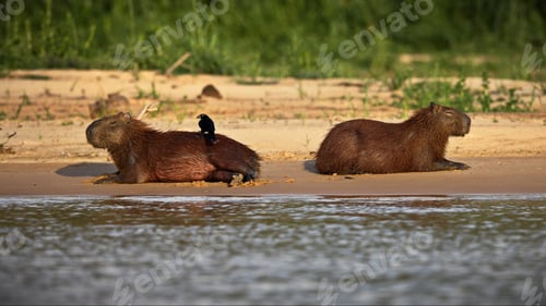 Preview: Closeup of capybaras lying on the shore of a lake in Pantanal, Brazil