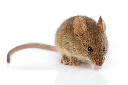 Preview: House mouse (Mus musculus)