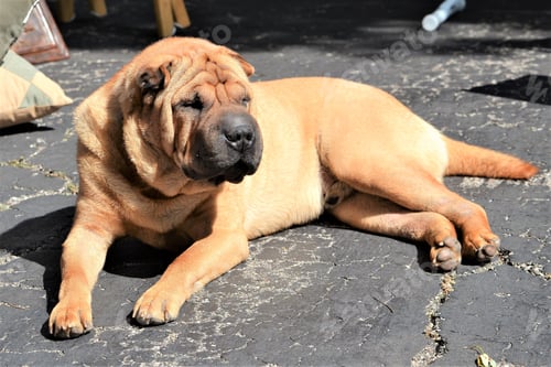 Preview: Shar pei pet dog with wrinkles