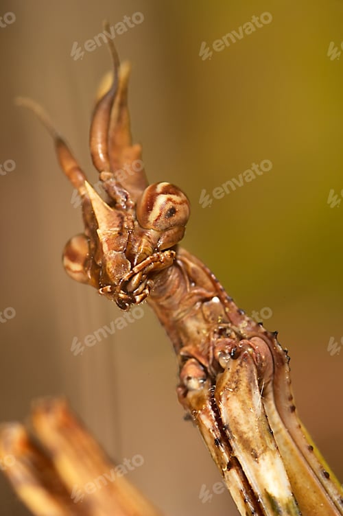 Preview: Mantis (Empusa pennata)