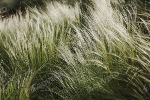 Preview: Fluffy grasses in the wind , blurred, selective focus