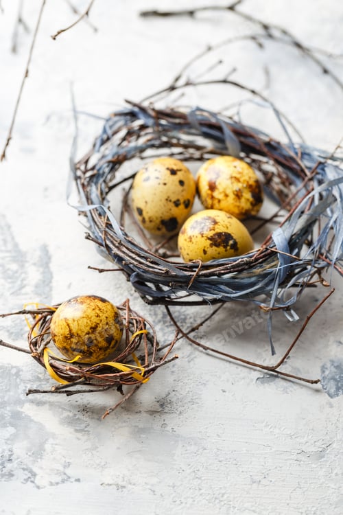 Preview: Easter Eggs in bird Nest. Quail easter eggs in nest on white table with copy space.