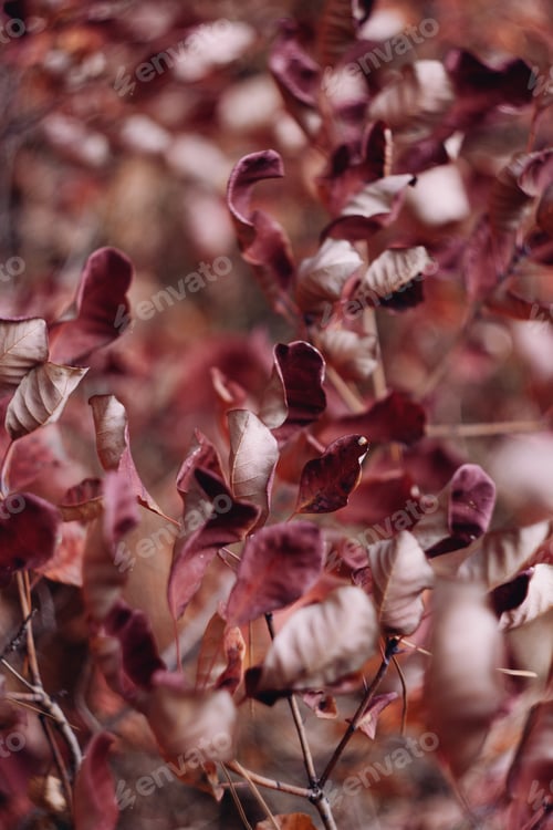 Preview: smoking bush, red leaves, autumn background