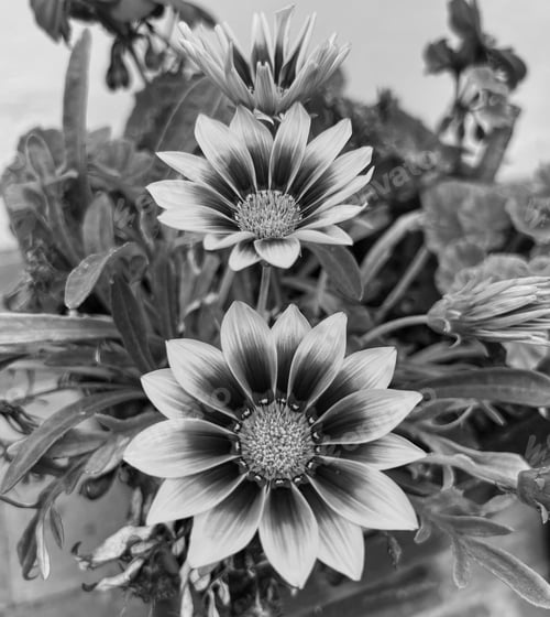 Preview: Monochrome Floral Still Life: Gazania Flowers Close Up