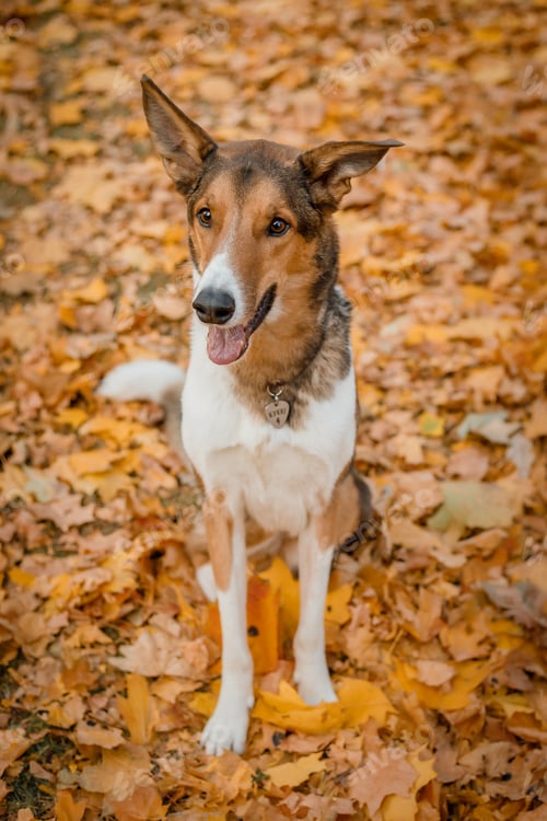 Preview: A dog in a park with autumn leaves on the ground