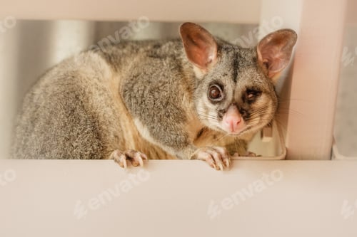 Preview: One eyed Possum