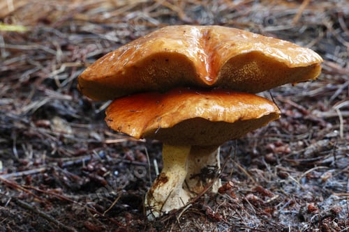 Preview: Closeup shot of Suillus bovinus on the ground