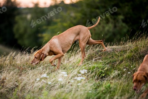 Preview: Vizla dog walking on a meadow, sniffing ground.