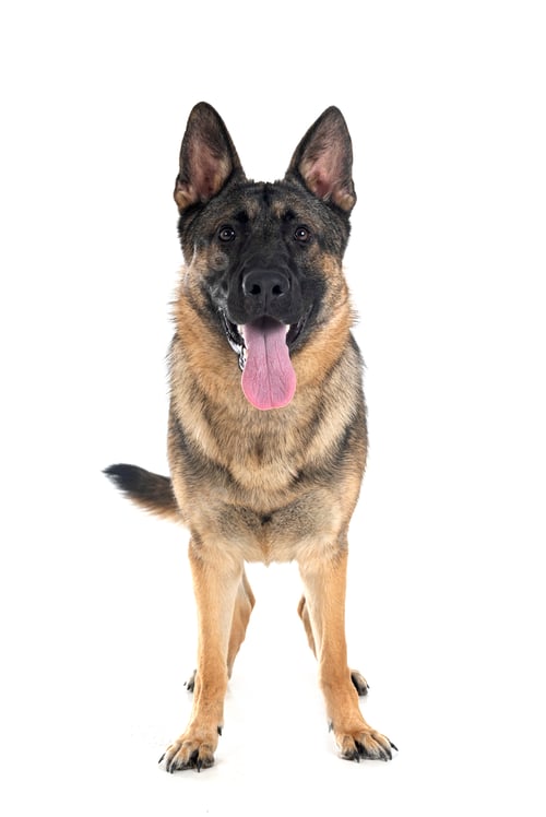 Preview: young german shepherd