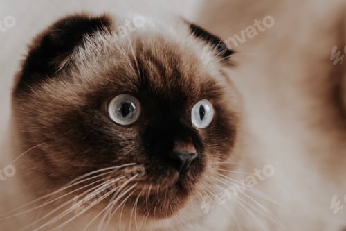 Preview: Portrait cat