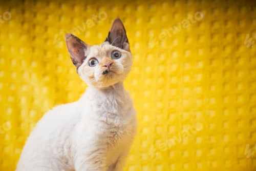 Preview: White Devon Rex Kitten Kitty. Short-haired Cat Of English Breed On Yellow Plaid Background