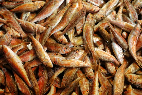 Preview: Fish Food in a Fish Market Stand