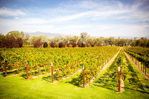 Preview: Alpine Valley Vines in Autumn