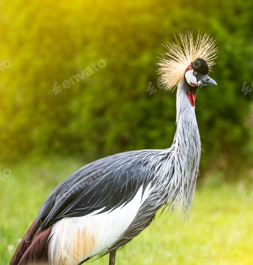 Preview: Grey crowned Crane