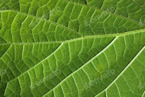 Preview: green leaf texture close up, natural background