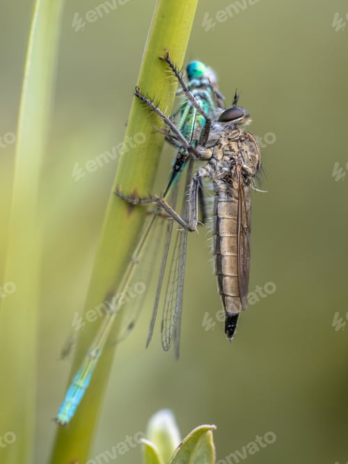 Preview: Assasin fly with Ischnura damselfly prey