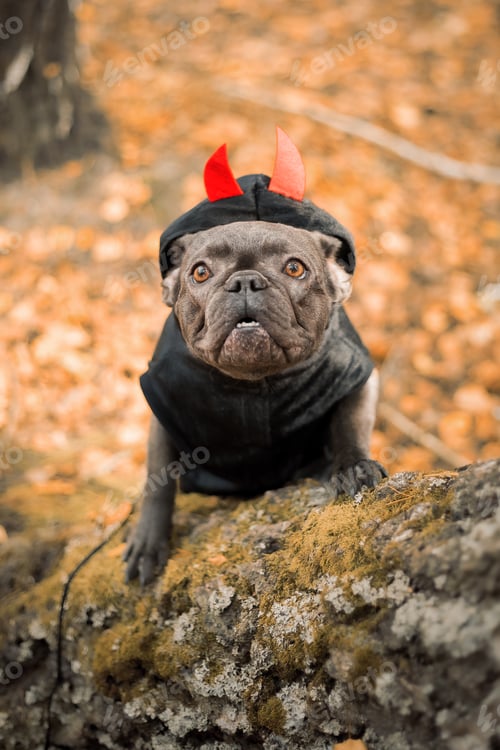 Preview: Halloween and Thanksgiving Holidays. Dog with pumpkins in the forest. Cute french bulldog. Dog cost