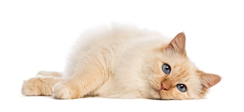 Preview: Birman cat lying down on white background