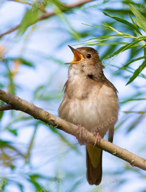 Preview: Thrush Nightingale, Luscinia luscinia. A bird sits on a tree branch and sings