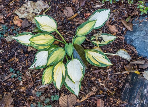 Preview: A Closeup Shot Of A Hosta Plant With Drops Of Water.