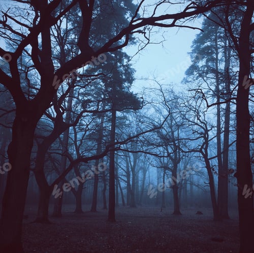 Preview: mysterious morning foggy forest