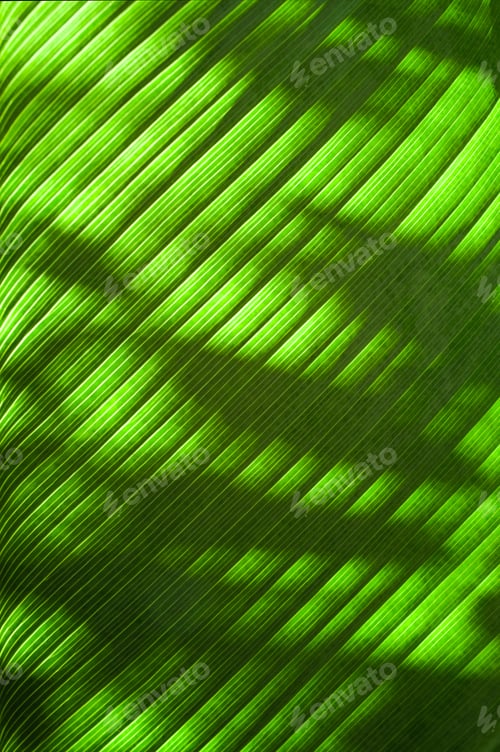 Preview: Close up sunlight through green leaves,palm leaf background.