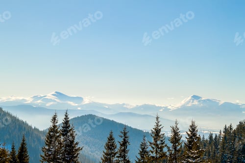 Preview: Beautiful winter panorama. Landscape with spruce pine trees