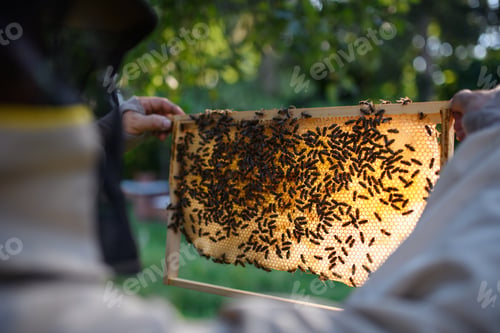Preview: Man beekeeper holding honeycomb frame full of bees in apiary
