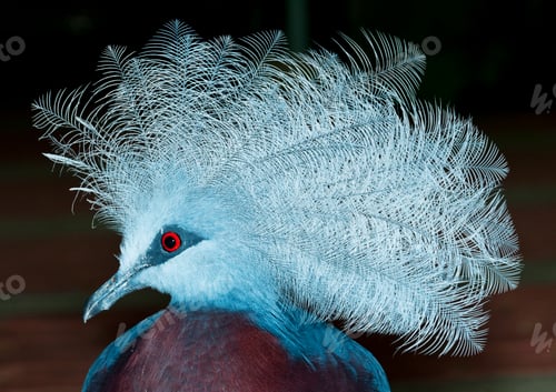 Preview: Victoria Crown Dove Bird