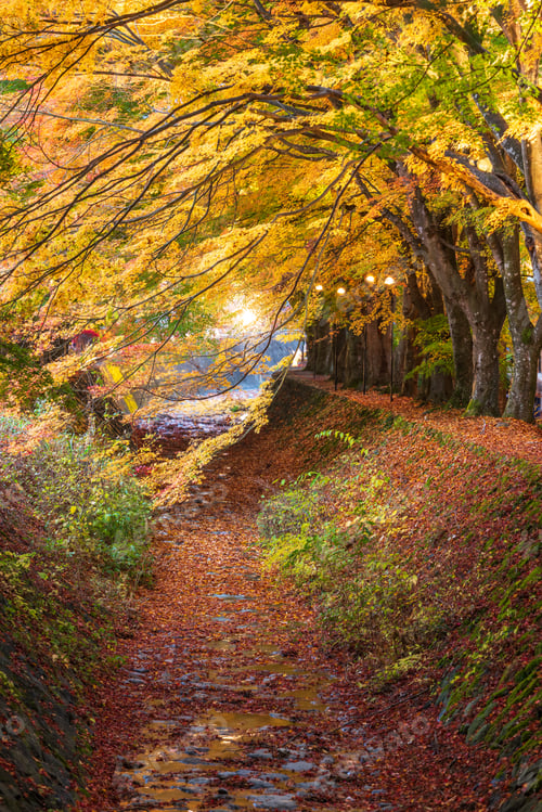 Preview: Maple Corridor near Kawaguchi Lake