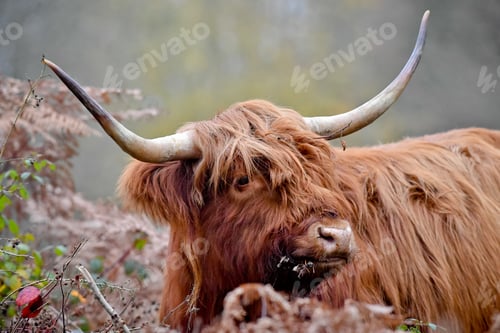 Preview: Bull with bangs in the forest during the daytime