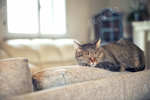 Preview: Cat sleeps on couch