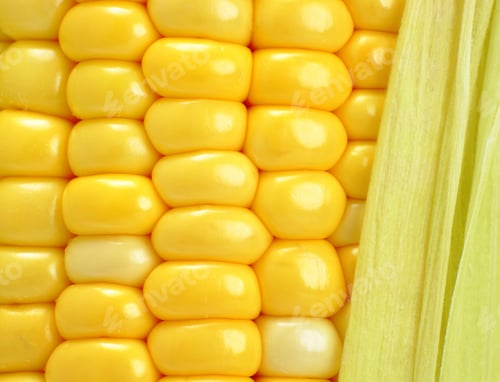 Close-up of Yellow Corn on the Cob
